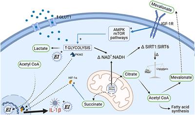 Mechanisms of Post-critical Illness Cardiovascular Disease